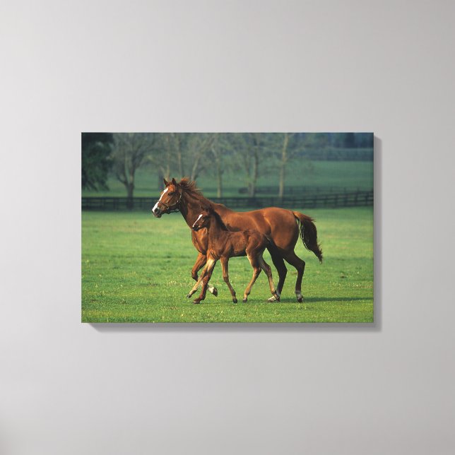 Thoroughbred Mare & Foal 3 Canvas Print (Front)