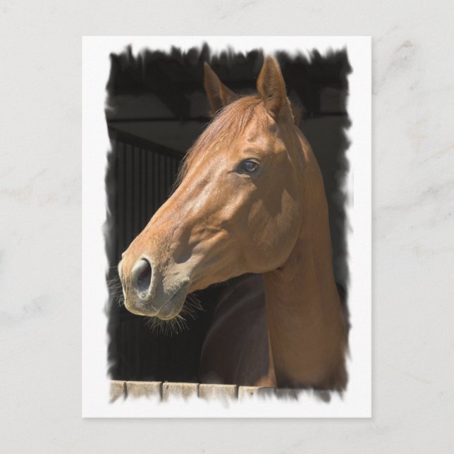 Thoroughbred Postcard (Front)