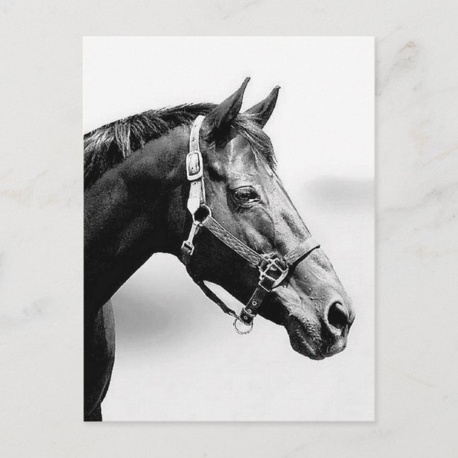 thoroughbred postcard (Front)