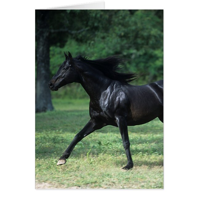 Thoroughbred Running (Devant)
