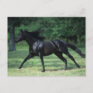 Thoroughbred Running Postcard