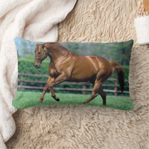 Thoroughbred Stallion, Ireland Lumbar Pillow