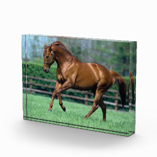 Thoroughbred Stallion, Ireland Photo Block
