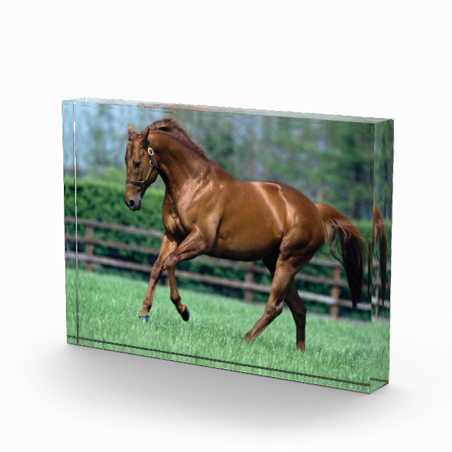 Thoroughbred Stallion, Ireland Photo Block (Right)