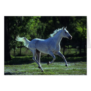 Thoroughbred Stallion Running