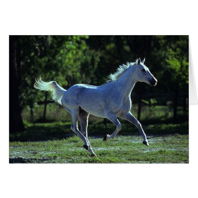 Thoroughbred Stallion Running (Front Horizontal)