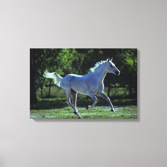 Thoroughbred Stallion Running Canvas Print (Front)