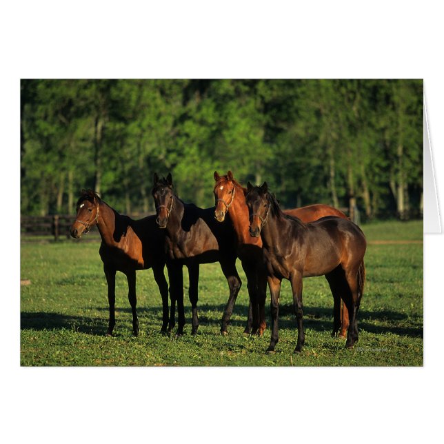 Thoroughbred Yearlings (Front Horizontal)