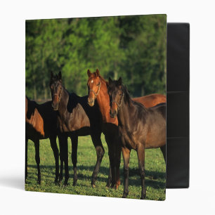 Thoroughbred Yearlings Binder