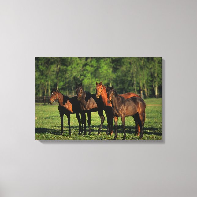 Thoroughbred Yearlings Canvas Print (Front)
