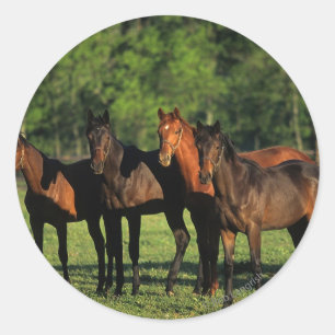 Thoroughbred Yearlings Classic Round Sticker