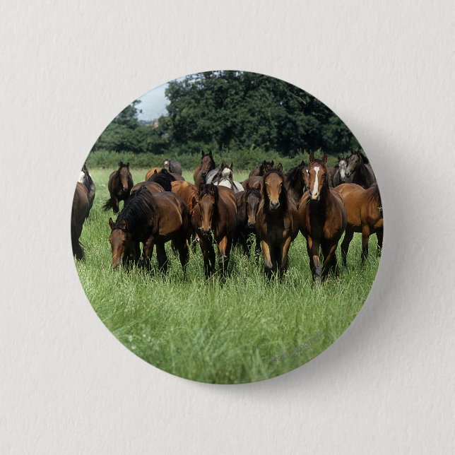 Thoroughbred Youngsters 2 Inch Round Button (Front)