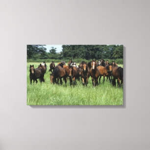 Thoroughbred Youngsters Canvas Print