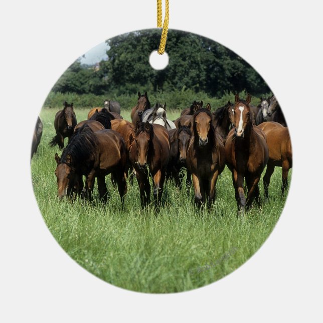 Thoroughbred Youngsters Ceramic Ornament (Front)