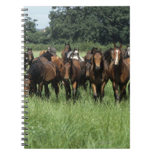 Thoroughbred Youngsters Notebook