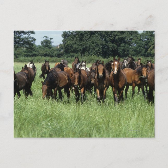 Thoroughbred Youngsters Postcard (Front)