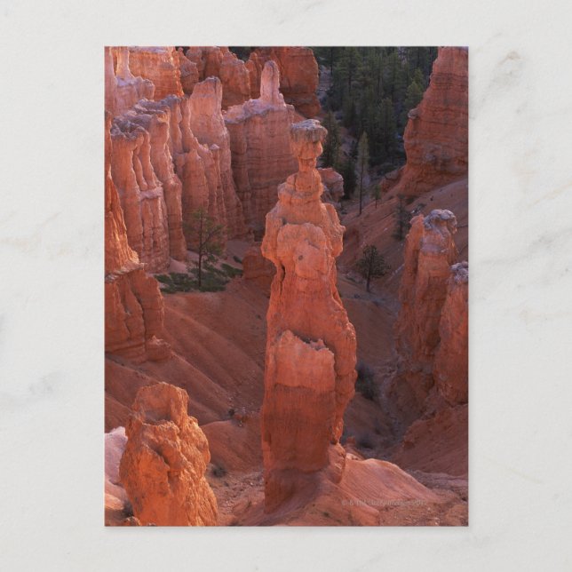 Thor's Hammer hoodoo on Navajo Trail Postcard (Front)
