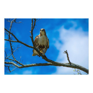 THOSE EYES 36 X 24 Kodak Pro Photo Print