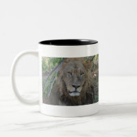 Thoughful Old Lion, Botswana .JPG