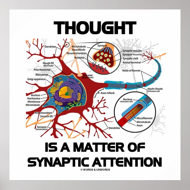 Thought Is A Matter Of Synaptic Attention (Neuron) Poster (Front)