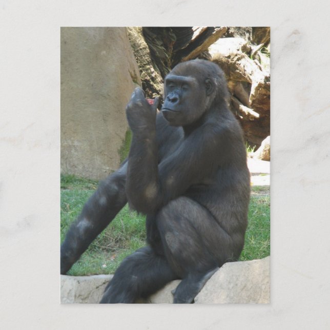 Thoughtful Gorilla Postcard (Front)