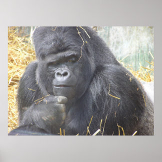 Thoughtful Gorilla Poster