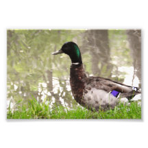 Thoughtful Mallard Duck