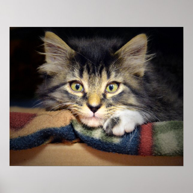 Thoughtful Tabby Kitten Poster (Front)