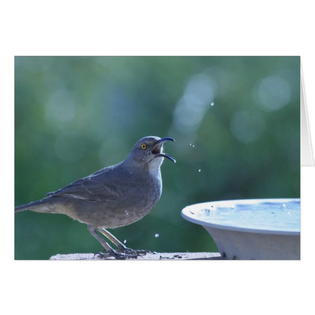 Thrasher Splasher Card (Front Horizontal)