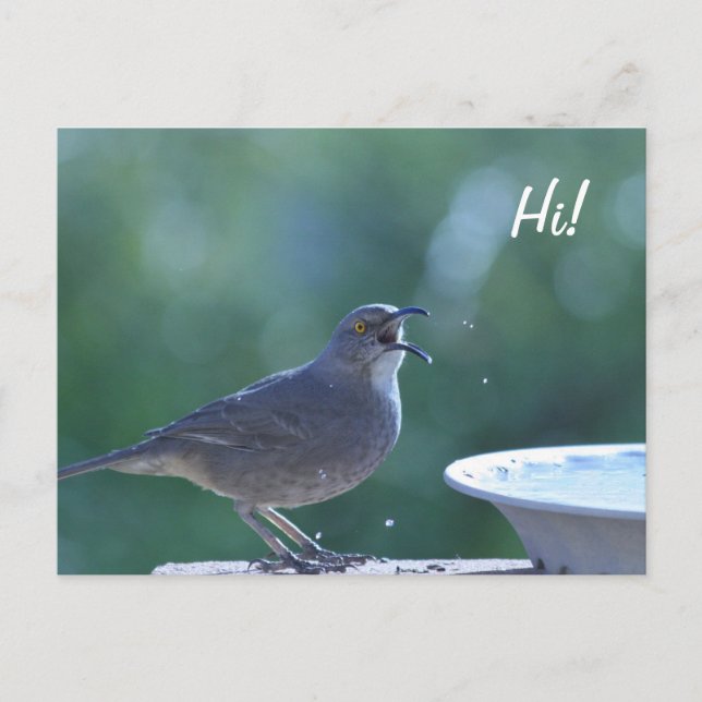 Thrasher Splasher Postcard (Front)