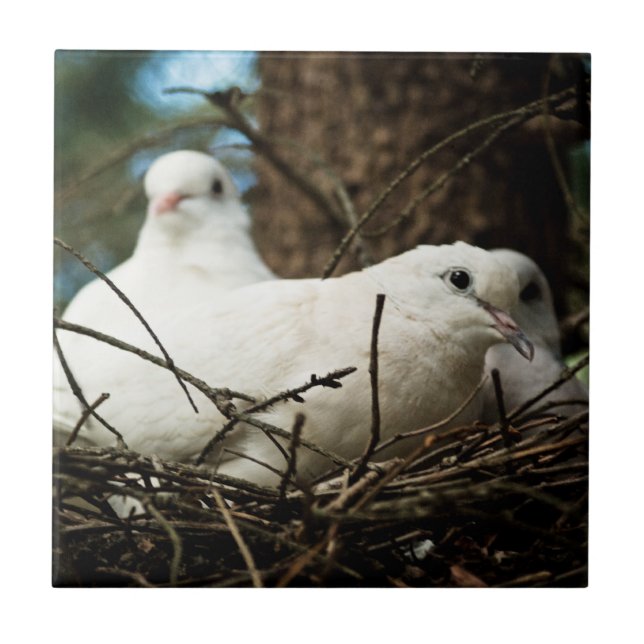 Thre in a  Tree Ceramic Photo Tile (Front)