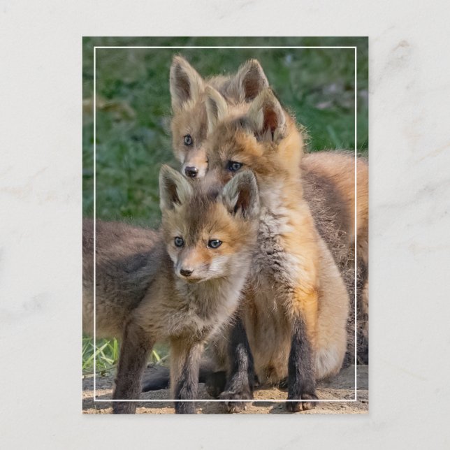 Three Alert Fox Kits Postcard (Front)