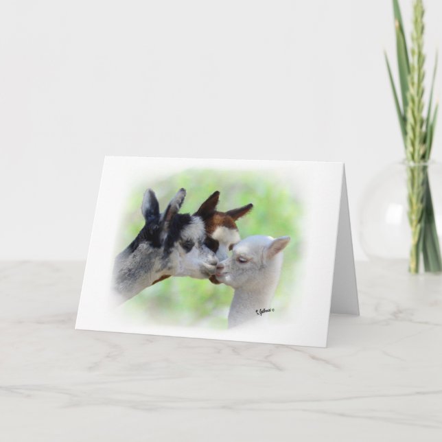 Three Alpacas Card (Front)