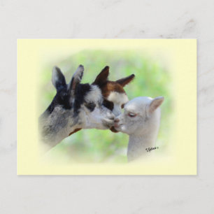 Three Alpacas Postcard