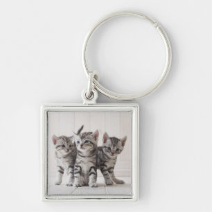 Three American Shorthair Kittens Keychain