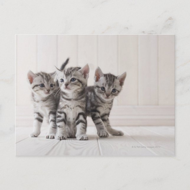 Three American Shorthair Kittens Postcard (Front)