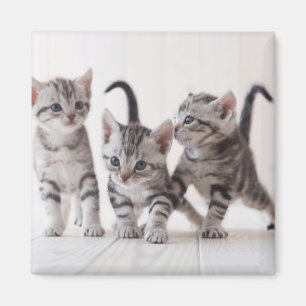 Three American Shorthair Playing Magnet