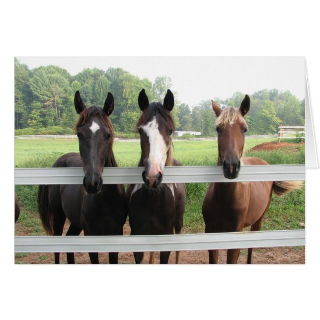Three Amigas (Front Horizontal)