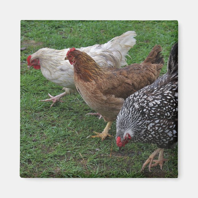 Three Amigos Magnet (Front)