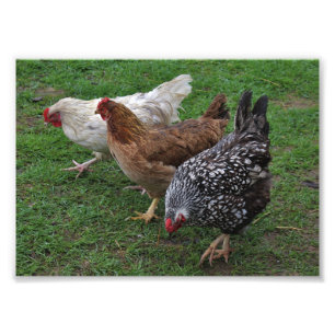 Three Amigos Photo Print