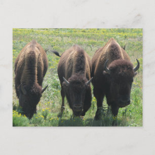 Three Amigos Postcard
