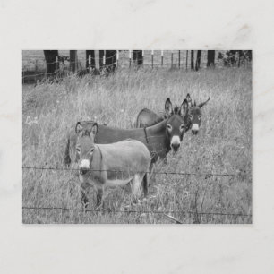 Three amigos postcard