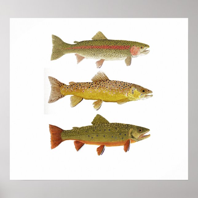 Three Amigos- Rainbow, Brown & Brook Trout 2019 Poster (Front)