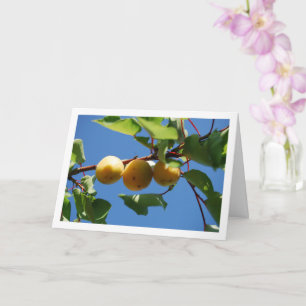 Three Apricot Fruits on Tree Card