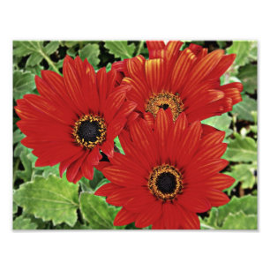 Three as they bloom in red photo print