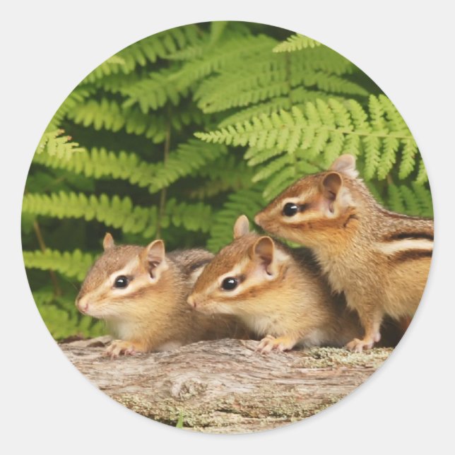 three baby chipmunks classic round sticker (Front)