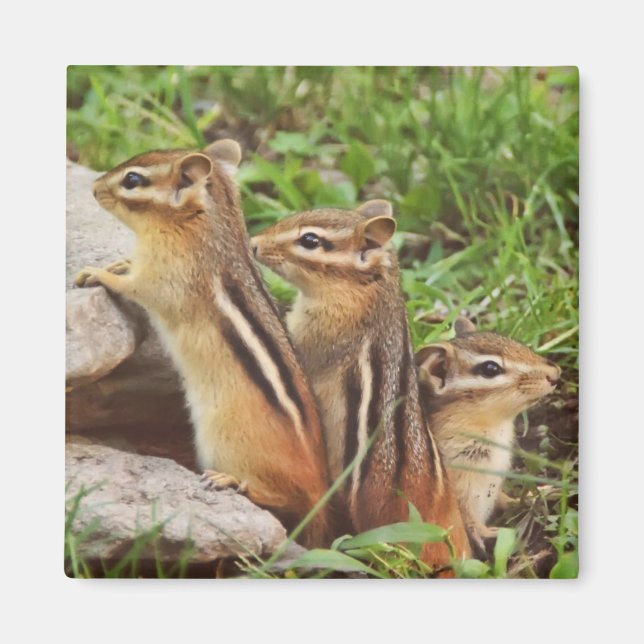Three Baby Chipmunks Magnet (Front)