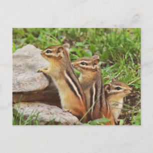 Three Baby Chipmunks Postcard
