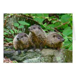 Three Baby Groundhogs