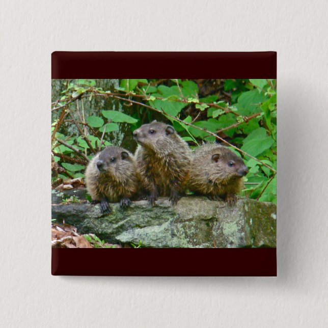 Three Baby Groundhogs 2 Inch Square Button (Front)